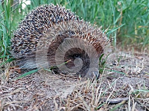 Close-up of the European hedgehog (Erinaceus europaeus) on the ground surrounded with green vegetation