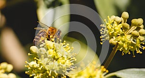 Close-up of European honey bee Apis Mellifera sitting on a flower