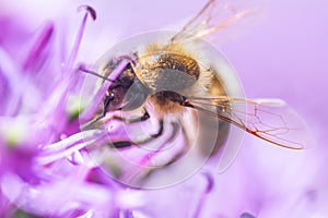 Close up of European honey bee on violet Allium flower photo