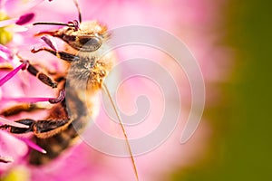 Close up of European honey bee on violet Allium flower photo