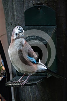 Close-up of a european jay in front of a bird feeder.