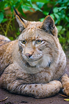 Close up of an European lynx