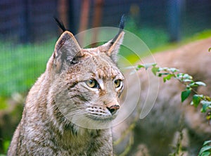 Close up of an European lynx