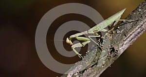 Close-up of a European mantis on dead wood. 4k movie