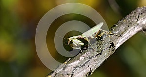 Close-up of a European mantis on dead wood. 4k movie