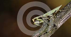 Close-up of a European mantis on dead wood. 4k movie