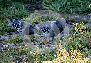 Close up of a pigeon photo