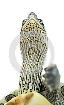 Close-up of an European pond turtle, Emys orbicularis