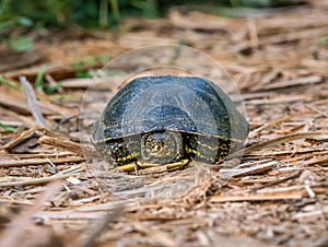 Close up with The European pond turtle Emys orbicularis in Vacaresti Park Nature Reserve, located in Bucharest - Romania