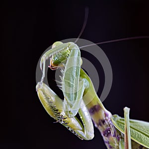 Close-up of a European praying Mantis Mantis religiosa photo