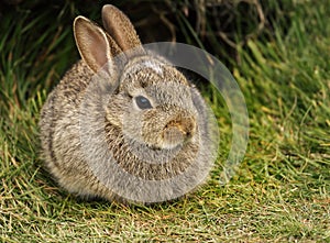 Close up of European rabbit in grass