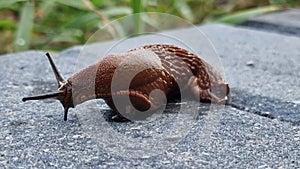 Close up of European red slug