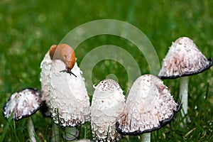 Close up of a European red slug Arion rufus feeding on a cluster of wild mushrooms