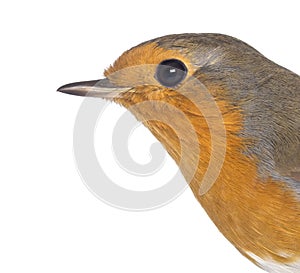 Close-up on a European Robin - Erithacus rubecula