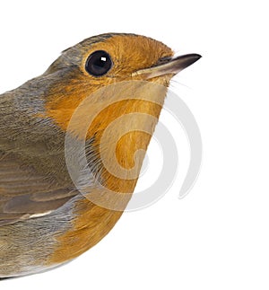 Close-up on a European Robin - Erithacus rubecula