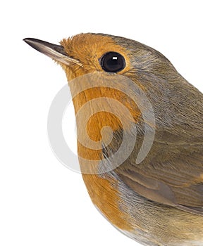 Close-up on a European Robin - Erithacus rubecula