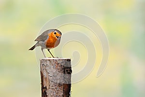 Close up of a European Robin, Erithacus rubecula, standing bent with beak opened and looking up friendly with eye contact