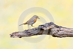Close up of a European Robin, Erithacus rubecula, standing on a horizontal rough weathered tree branch