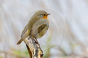 Close up of a European Robin, Erithacus rubecula, standing looking forward with one eye visible