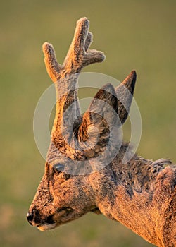 Close-up of a European roe deer