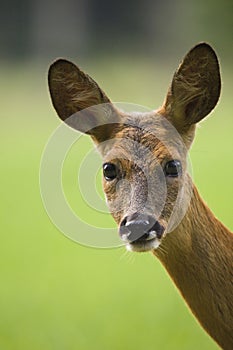 Close-up of a European Roe deer