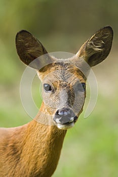 Close-up of an European Roe deer