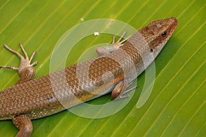 close up of Eutropis multifasciata balinensis, Bali Skink outdoor, wildlife