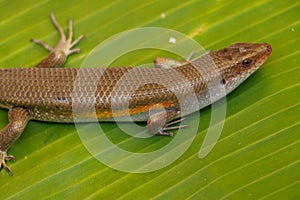 close up of Eutropis multifasciata balinensis, Bali Skink outdoor, wildlife