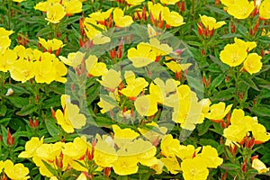 Close up of evening-primrose Oenothera Biennis photo