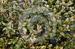 Close-up of evergreen bush boxwood in the garden
