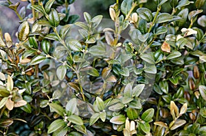 Close-up of evergreen bush boxwood in the garden photo