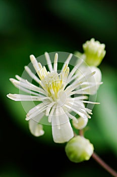 Close up of Evergreen Clematis (Clematis vitalba) flower