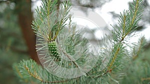 Close up of evergreen coniferous leaves