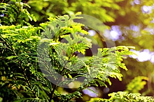 Close up on evergreen coniferous leaves in the garden