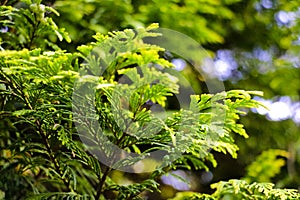 Close up on evergreen coniferous leaves. Nature