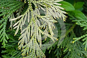 Himalayan cedar trees Cedrus Deodara, Deodar in spring day in Arboretum Park Southern Cultures in Sirius Adler photo