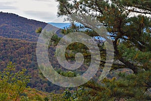 Close-up of an Evergreen Tree, With the Beautiful Green Needles in the Foreground and a Hint of the Colorful Fall Foliage