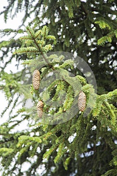 Close-up of evergreen tree branch with cones