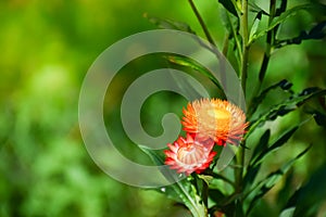 Close-up of Everlasting flowers or Straw flowers on bokeh background