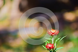 Close-up of Everlasting flowers or Straw flowers on bokeh background