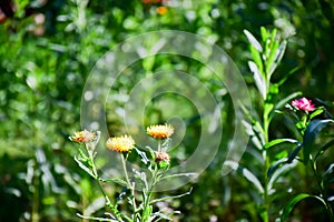 Da eterno fiori O paglia fiori sul 