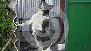 Close-up, the evil black and white dog barks and looks into the camera standing on its hind legs and leans against the