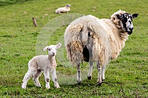 A close up of a ewe and lamb in a field, on a spring day