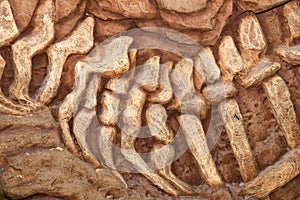 Close up of Excavating dinosaur fossils