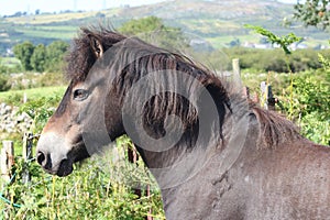 Close up of an Exmoor pony. Wild animal on the moors.