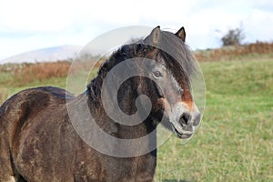 Close up of an Exmoor pony. Wild animal on the moors.