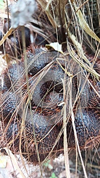 Close-up exotic Asian tropical snakefruits as known as Salak fruits