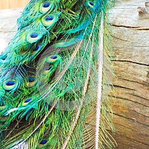 Close up of exotic and colorful male peacock feathers over a weathered wood log.