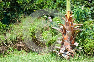 Close-up of exotic green palm tree leaves with cluster of young fresh round coconut fruit with milk inside. Tropical symbol.