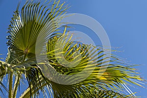 close-up exotic leaves luxurious young fan palm tree Sabal, summer background, natural beauty tropics and subtropics, deciduous